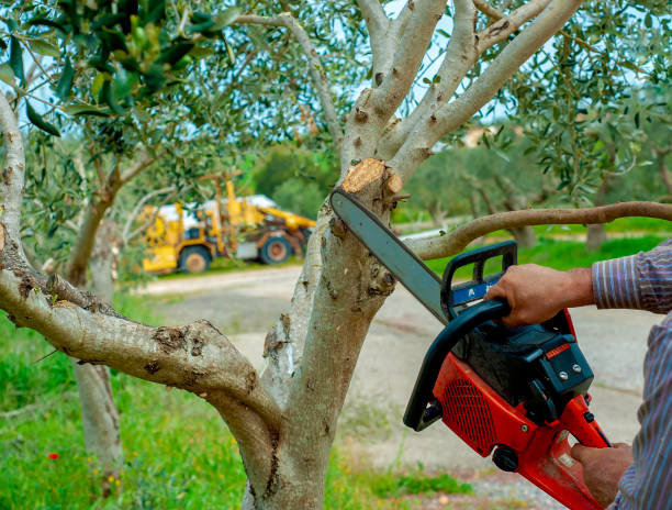 Best Emergency Tree Service  in Beaumont, CA